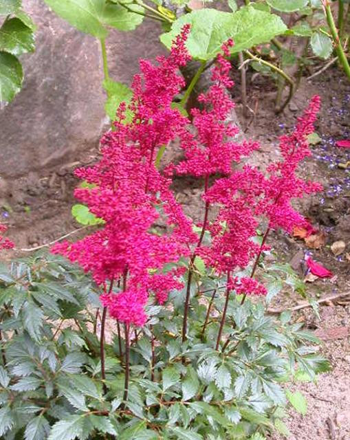 Astilbe