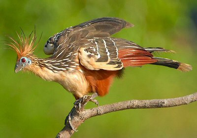 Hoatzin i all sin prakt