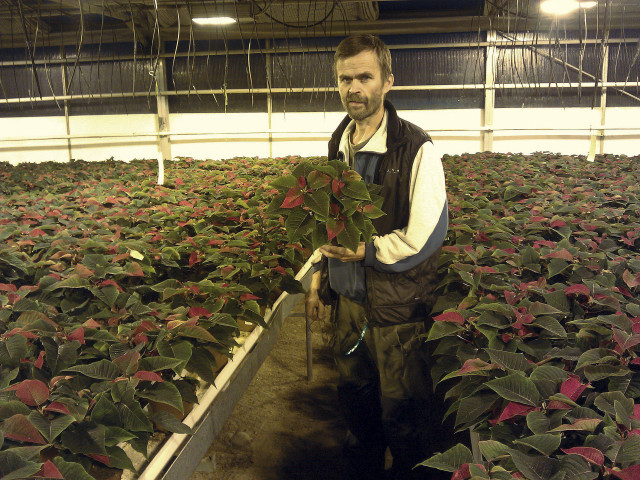 Thorleif Gustavsson visar upp julstjärnor spm planterats på Erlandssons Handelsträdgård.